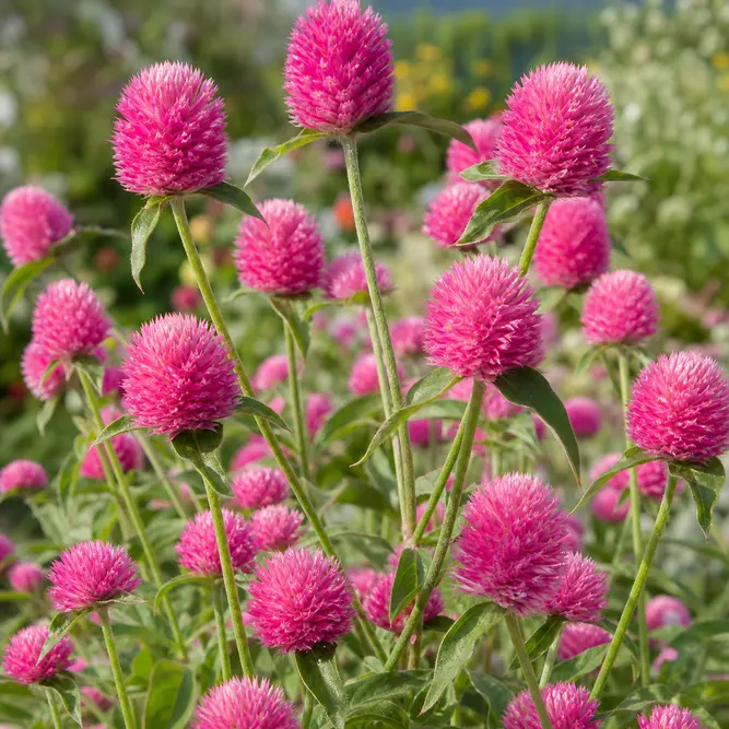 Gomphrena pulchella 'Truffula Pink' (Pot Size 3L) Globe Amaranth