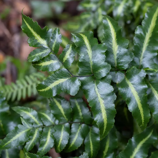 Arachniodes simplicior 'Variegata' (Pot Size 3L) Japanese fern; East Indian Holly Fern