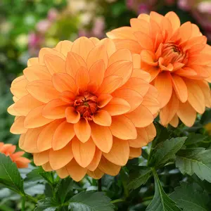 Dahlia 'Orange Girl'