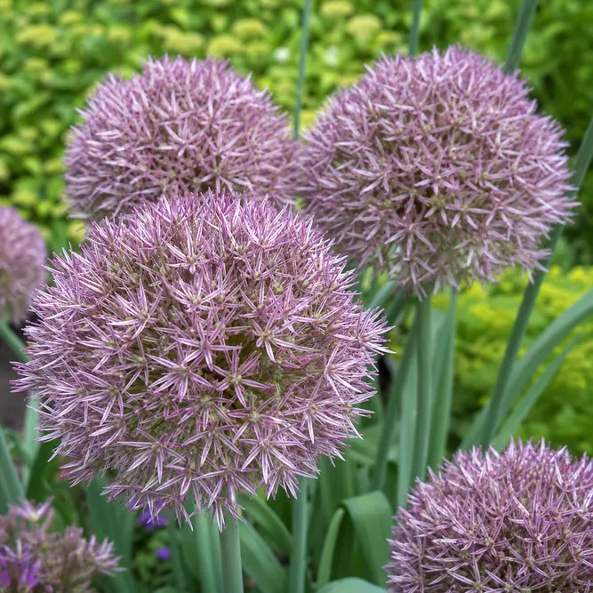 Allium senescens 'In Orbit' (Pot Size 3L) Ornamental onion