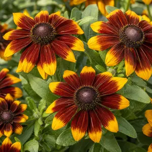 Rudbeckia hirta 'Tiger Smileyz'