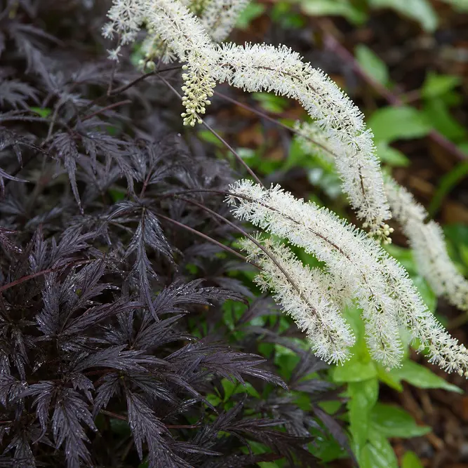 Actaea 'Queen of Sheba' (Pot Size 3L) Bugbane