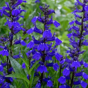 Lobelia × speciosa 'Starship Blue'