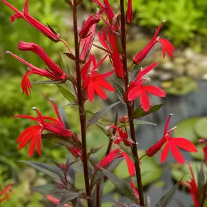 Lobelia × speciosa 'Starship Scarlet'