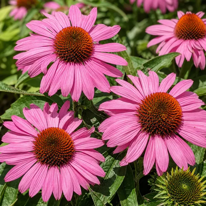 Echinacea 'SunSeekers Bubblelicious' (Pot Size 3L) Coneflower
