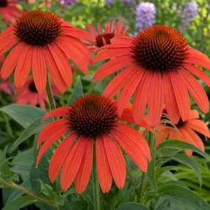 Echinacea 'SunSeekers Coral'