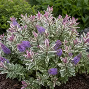 Hebe speciosa 'Tricolor'