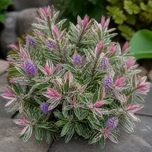 Hebe speciosa 'Variegata'