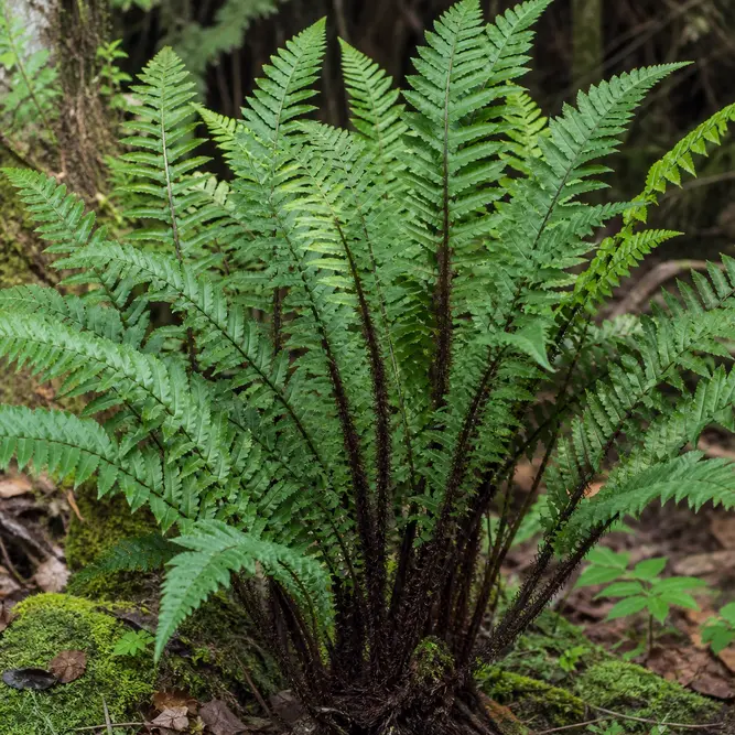 Dryopteris atrata (Pot Size 15cm) Shaggy Shield Fern