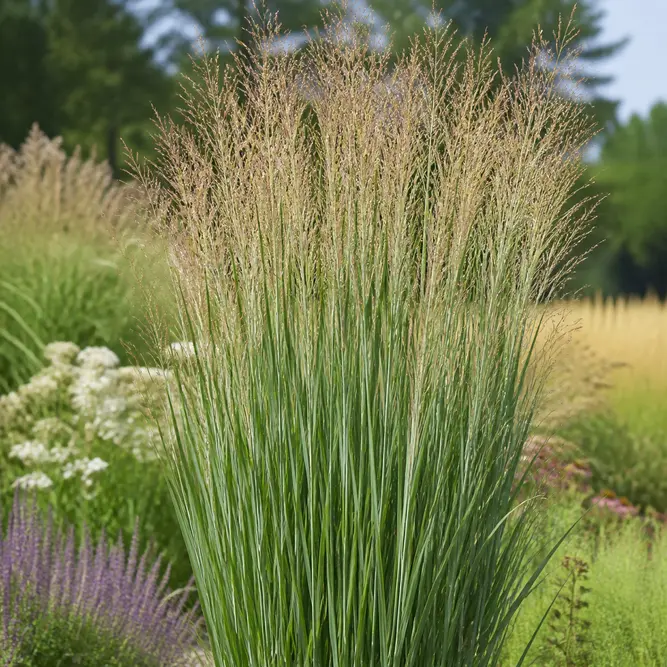 Panicum virgatum 'Northwind' (Pot Size 17cm) Northwind Switch Grass