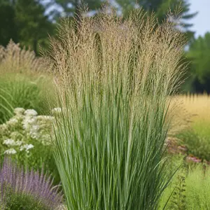 Panicum virgatum 'Northwind'