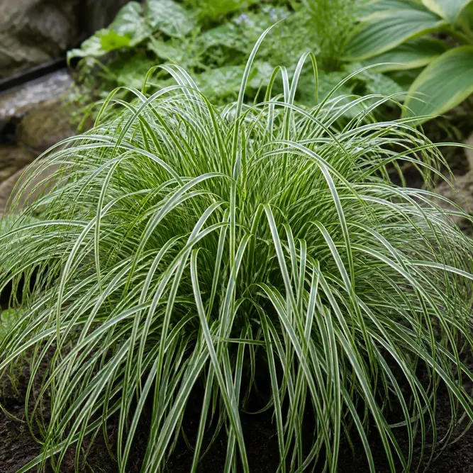 Carex x 'Moon Falls' (Pot Size 17cm) Moon Falls Sedge