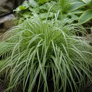 Carex x 'Moon Falls'