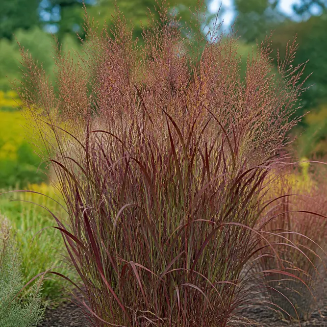 Panicum virgatum 'Squaw' (Pot Size 17cm) Squaw Switchgrass