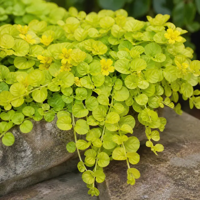 Lysimachia nummularia 'Goldilocks' (Pot Size 10.5cm) Golden Creeping Jenny