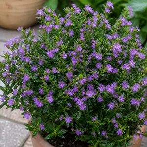 Cuphea hyssopifolia