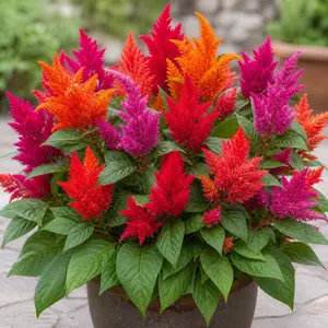 Celosia argentea var. cristata 'Hot Topics'
