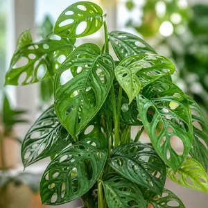 Monstera adansonii