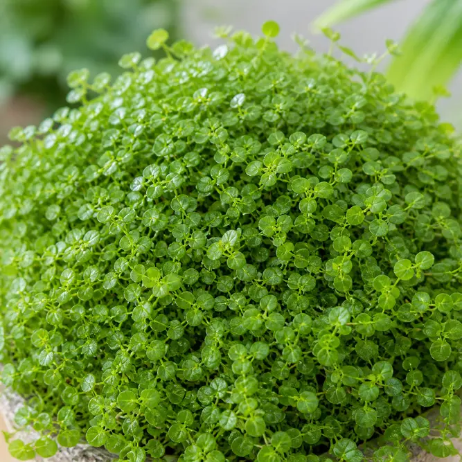 Soleirolia soleirolii (Pot Size 11cm) Baby's Tears