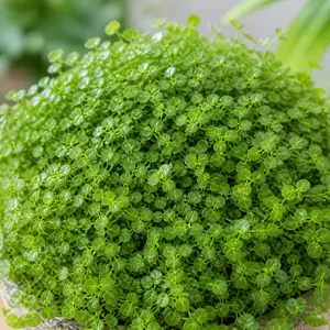 Soleirolia soleirolii