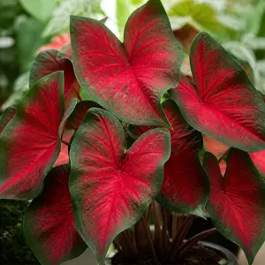 Caladium bicolor Red