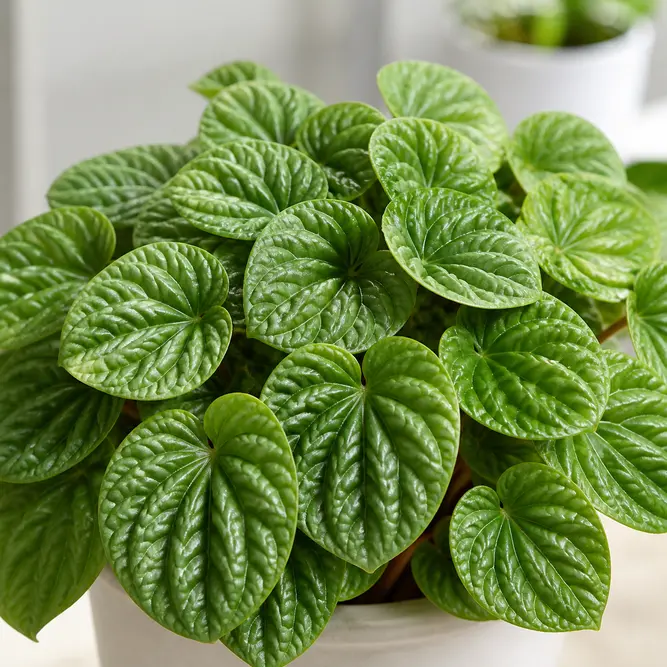 Peperomia albovittata 'Rana Verde' (Pot Size 10.5cm)