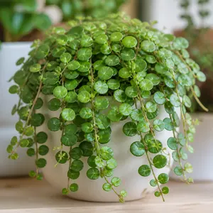 Peperomia rotundifolia