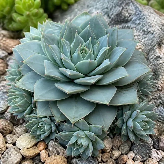 Orostachys iwarenge 'Chinese Hat' (Pot Size 14cm) Chinese Hat, Chinese Dunce Cap