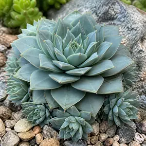 Orostachys iwarenge 'Chinese Hat'