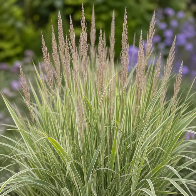 Calamagrostis × acutiflora 'Overdam' (Pot Size 2L) Feather reed grass 'Overdam'