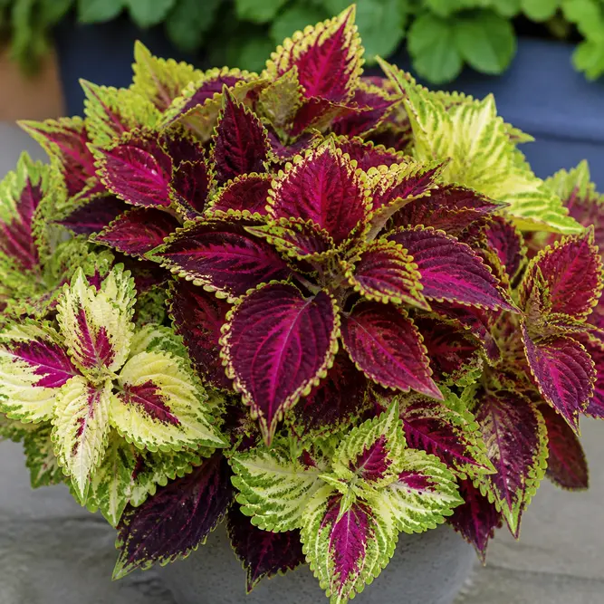 Coleus x hybridus (Pot Size 13cm) Flame Nettle