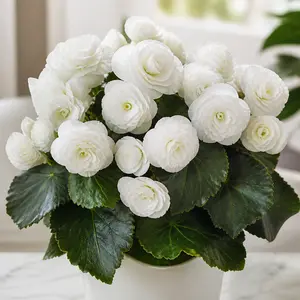 Begonia x hiemalis 'Glory White'