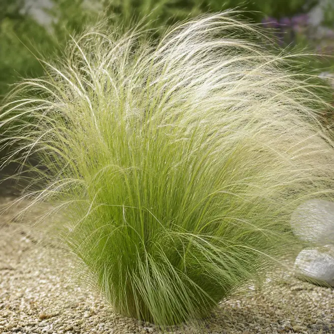 Stipa tenuissima 'Pony Tails' (Pot Size 10.5cm) Pony tail grass