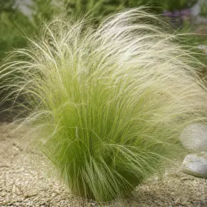 Stipa tenuissima 'Pony Tails'