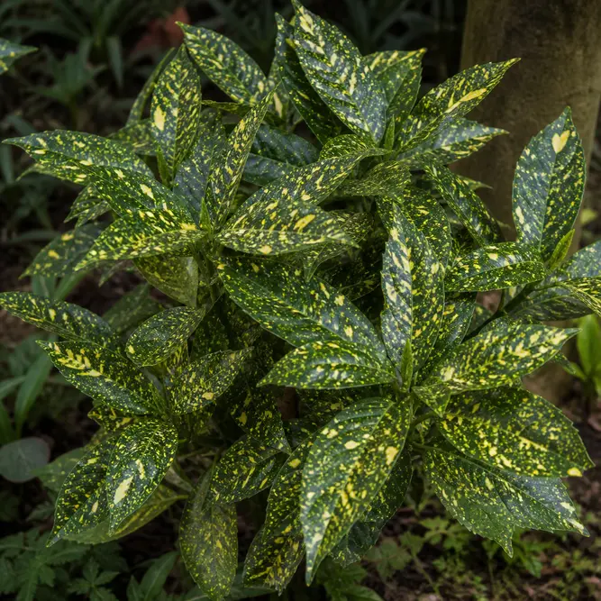 Euonymus japonicus 'Kathy' (Pot Size 10.5cm) Japanese Spindle 'Kathy'