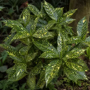 Euonymus japonicus 'Kathy'