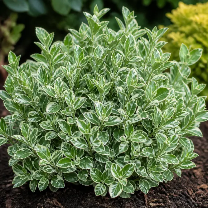 Aucuba japonica 'Variegata' (Pot Size 13cm) Gold Dust plant; Variegated Japanese laurel