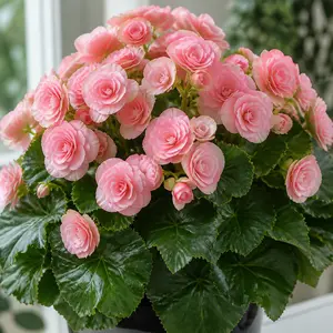 Begonia x hiemalis 'Glory Pink'