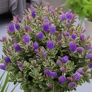 Hebe 'Donna Varia'