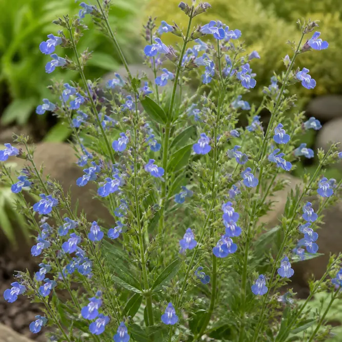 Salvia uliginosa (Pot Size 2L) Bog Sage