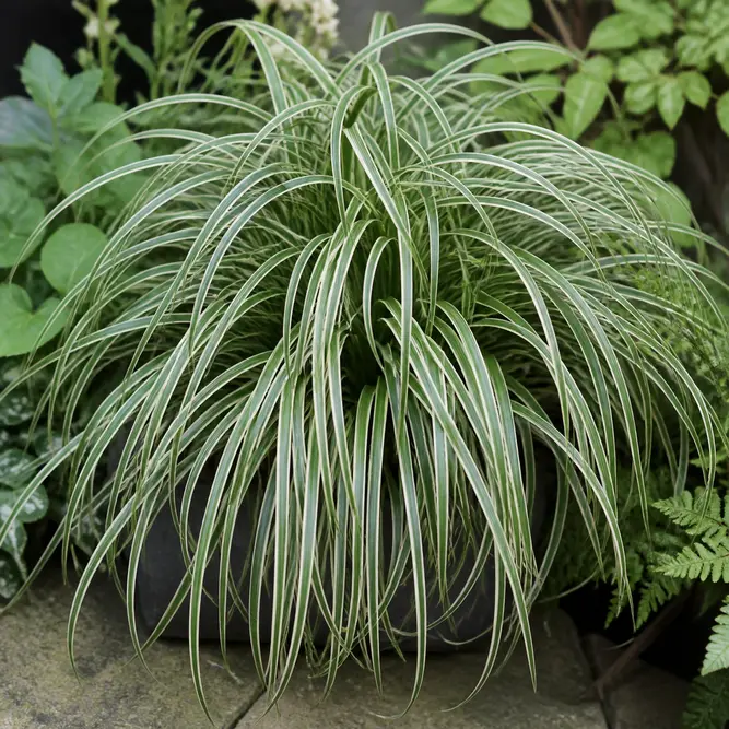 Carex oshimensis 'Feather Falls' (Pot Size 17cm) Feather Falls Sedge