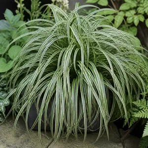 Carex oshimensis 'Feather Falls'