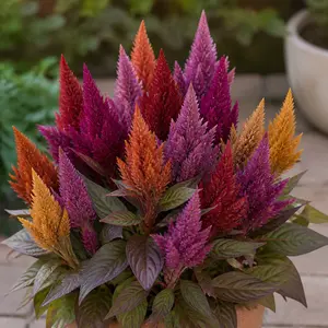 Celosia argentea 'Mystic Shades'