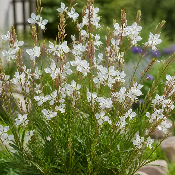 Gaura lindheimeri White (Pot Size 17cm) White Gaura; Bee Blossom; Wand Flower