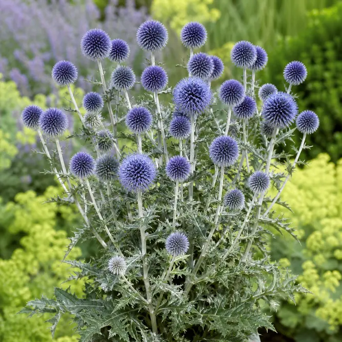Echinops bannaticus 'Taplow Blue' (Pot Size 2L) Globe Thistle 'Taplow Blue'
