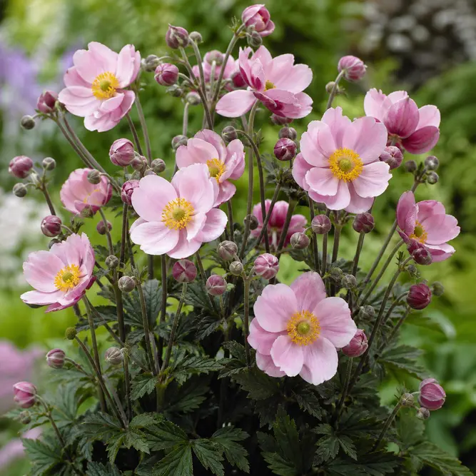 Anemone x hybrida 'Royal Blush' (Pot Size 17cm) Japanese Anemone