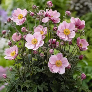 Anemone x hybrida 'Royal Blush'