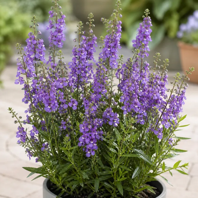 Angelonia angustifolia (Pot Size 13cm) Summer Snapdragon