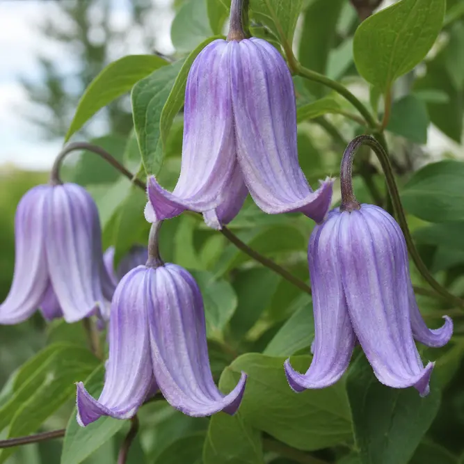 Clematis viticella 'Betty Corning' (Pot Size 3L) Betty Corning Clematis