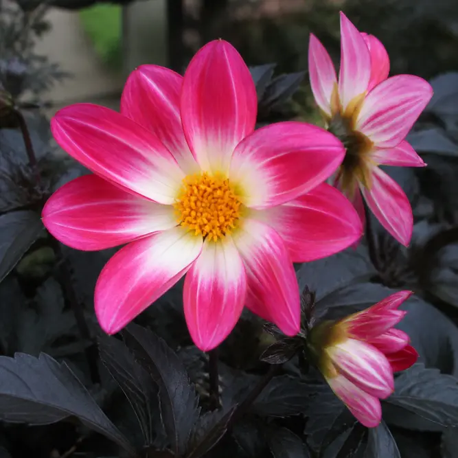 Dahlia 'Dahlegria Magenta Bicolour' (Pot Size 3L) Dahlia